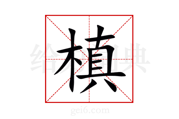 槙