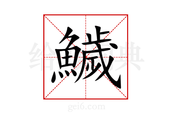 鱥